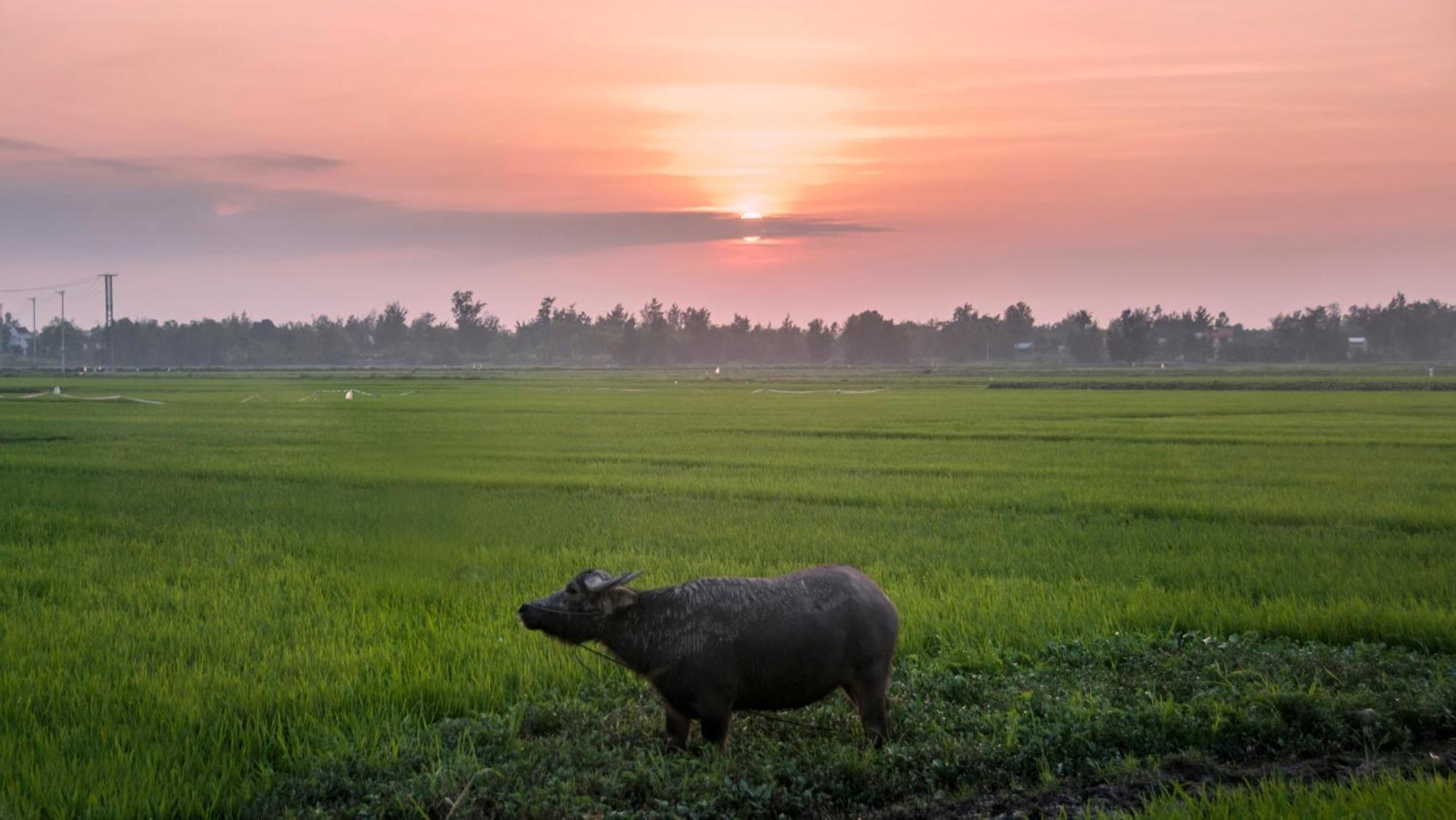 The Linh Hoi An Villa ภายนอก รูปภาพ